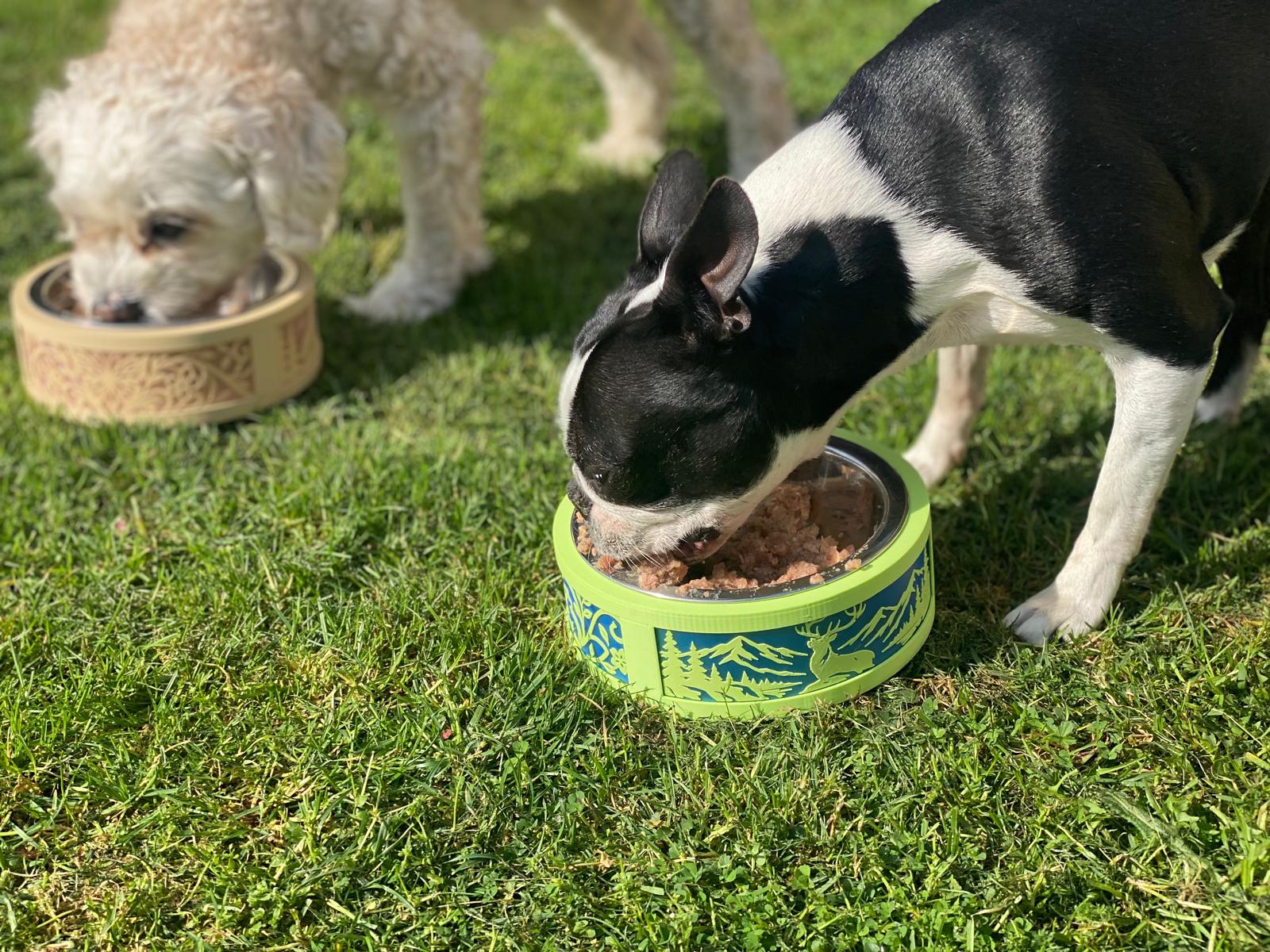 Small Dog Bowl Base - Stainless Steal Bowl included