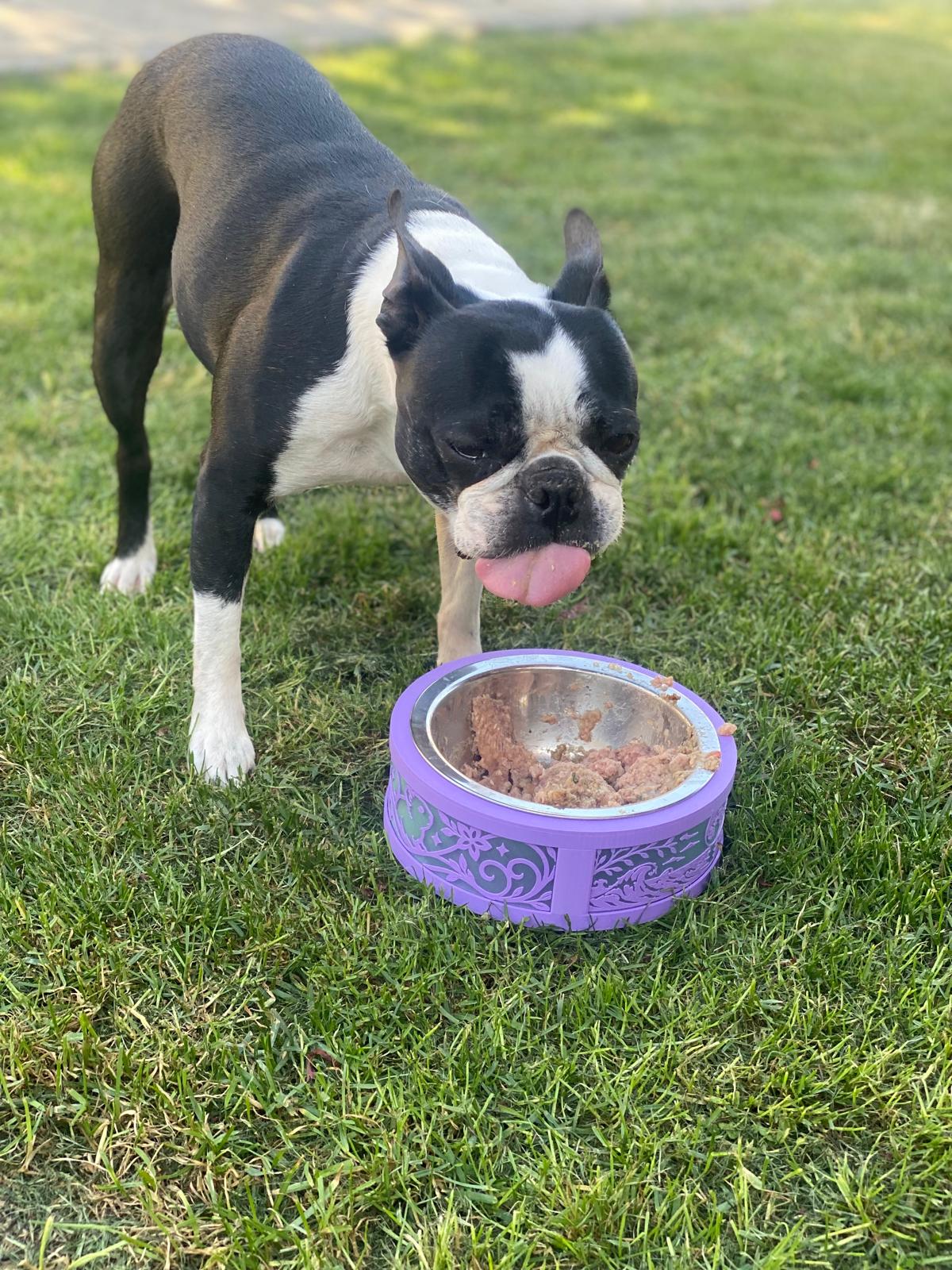 Small Dog Bowl Base - Stainless Steal Bowl included