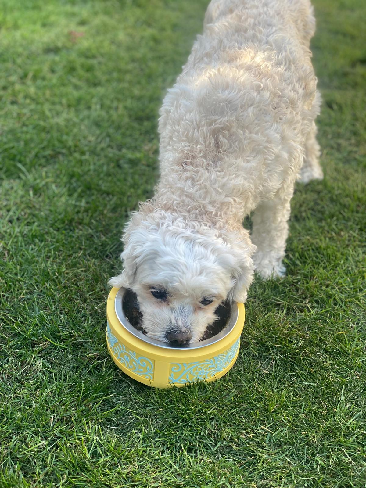 Small Dog Bowl Base - Stainless Steal Bowl included